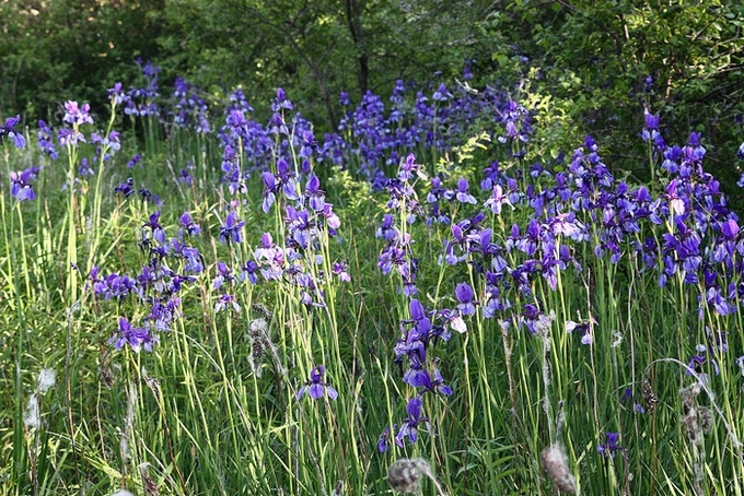 iris e farfalle